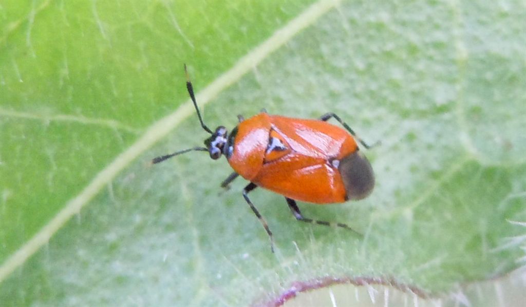 Deraeocoris punctum di Napoli